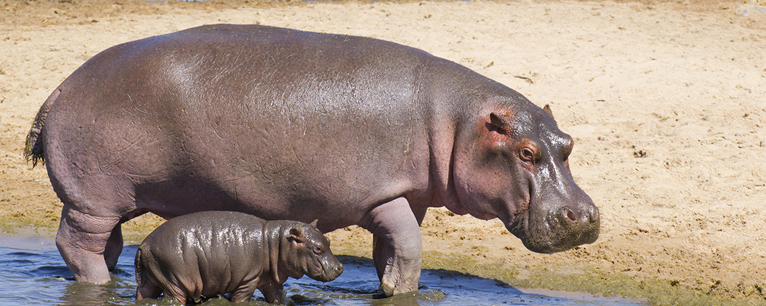 Hippo with baby (Hippopotamus amphibius)
